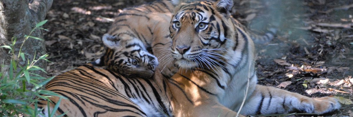 tigress_and_cub_2